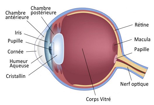 schéma oeil humain glaucome