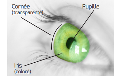 cornée oeil
